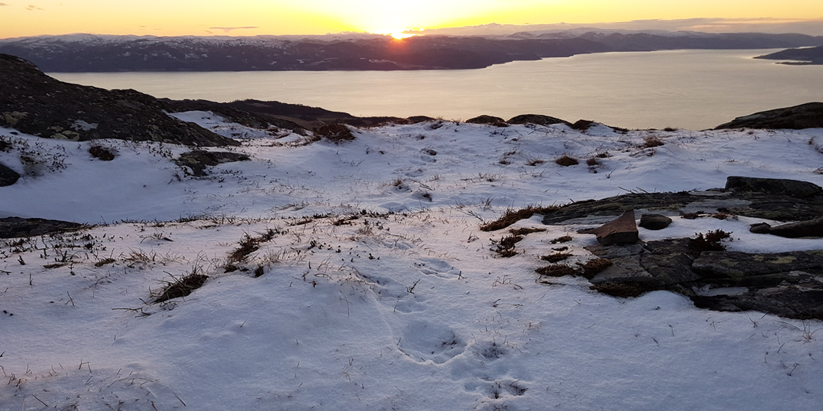Jervespor i solnedgang på Bosbergheia i mars i år. Foto: Jarl Koksvik